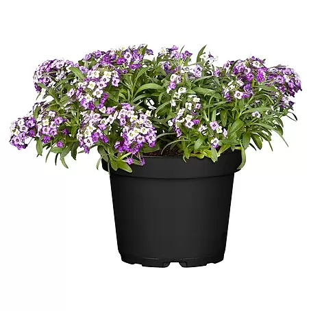 Piardino  Lobularia