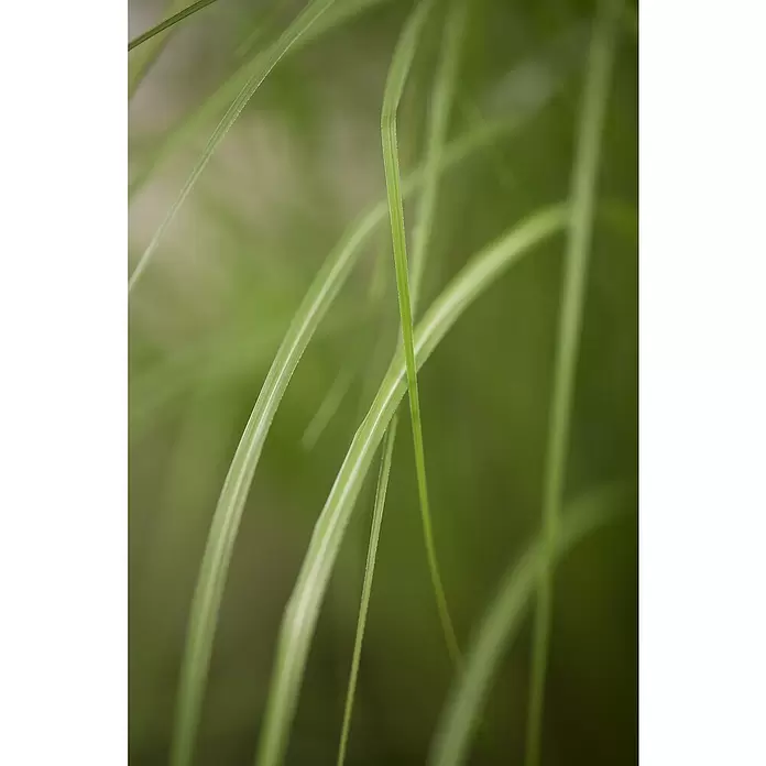 Piardino Garten-Chinaschilf - Miscanthus sinensis 'Gracillimus', Topfgröße: 19 cm - Detailaufnahme