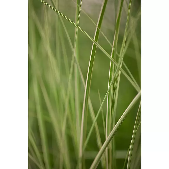 Piardino Garten-Chinaschilf - Miscanthus sinensis 'Kleine Silberspinne', Topfgröße: 19 cm - Stimmungsaufnahme