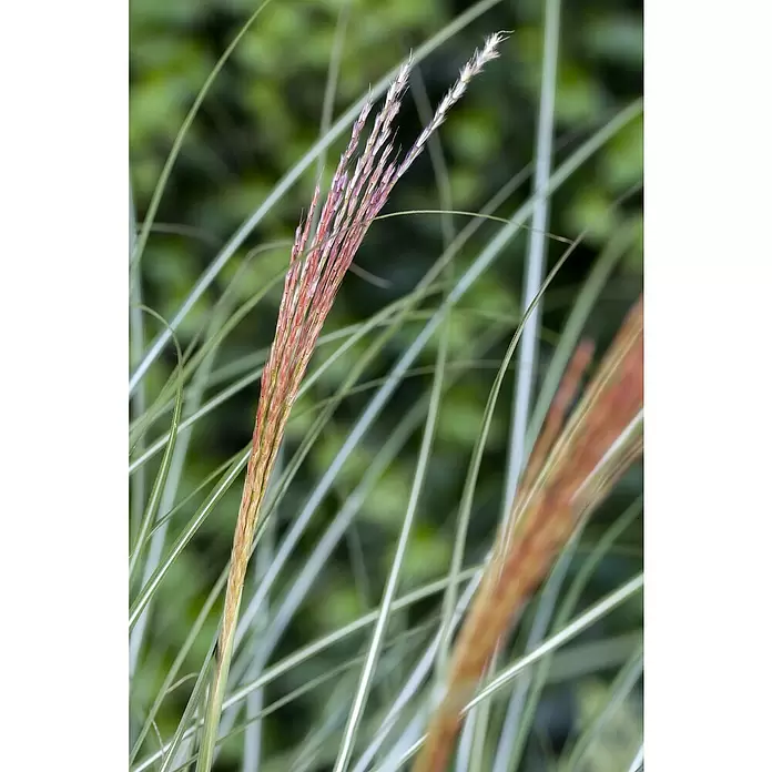 Piardino Garten-Chinaschilf - Miscanthus sinensis 'Kleine Silberspinne', Topfgröße: 19 cm - Detailaufnahme