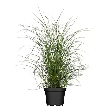 Piardino  Garten-Chinaschilf