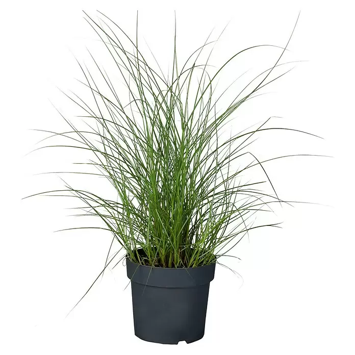 Piardino Garten-Chinaschilf - Miscanthus sinensis 'Kleine Silberspinne', Topfgröße: 19 cm - Vorderansicht