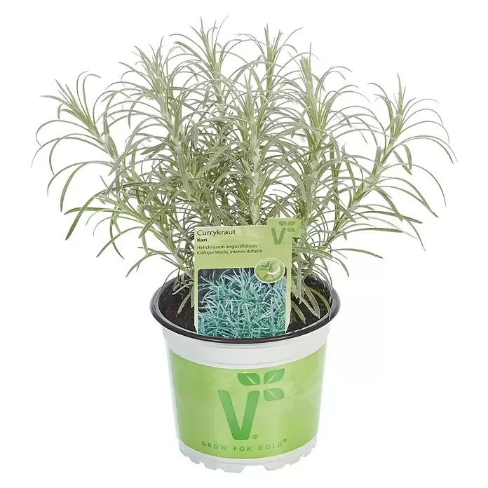 Piardino Currykraut Bio - Helichrysum italicum - Vorderansicht