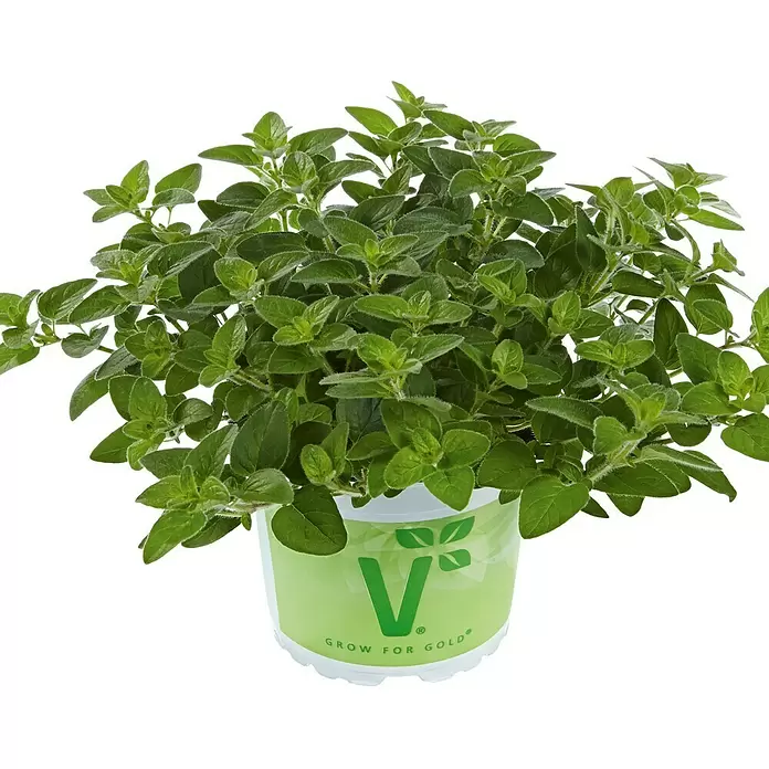 Piardino Oregano Bio - Origanum vulgare Margerita - Vorderansicht