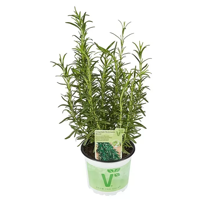 Piardino Rosmarin Bio - Rosmarinus officinalis Abraxas - Vorderansicht