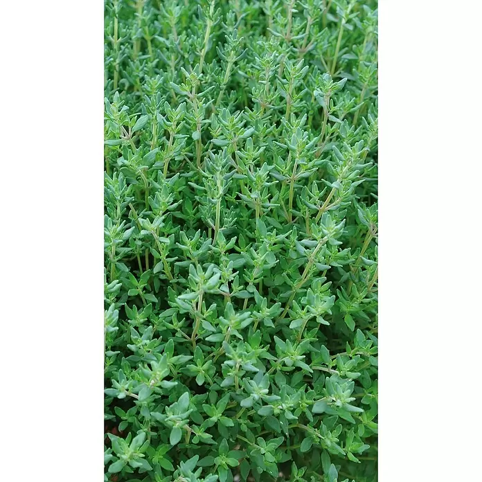 Piardino Echter Thymian Bio - Thymus citriodorus - Detailaufnahme