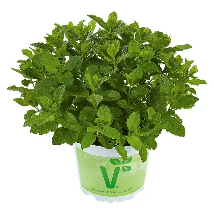 Piardino Marokkanische Minze Bio - Mentha spicata Maroccan - Vorderansicht
