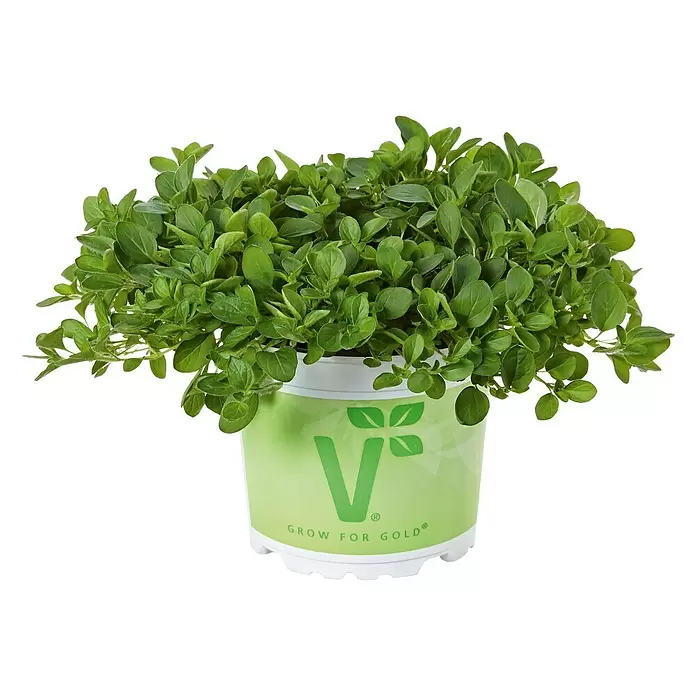 Piardino Bio Oregano - Origanum vulgare Diabolo - Vorderansicht