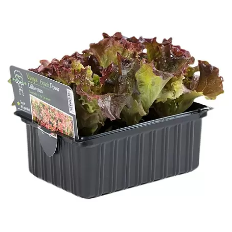Blattsalat Lollo Rosso