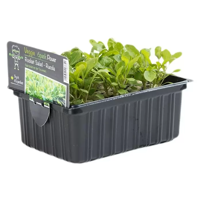Piardino Rucola - Rucola selvatica, Erntezeit: April - November - Diagonale Ansicht