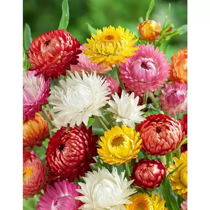 Piardino Helicriso - Helichrysum, Tamaño de maceta: 13 cm, En función de la variedad - Foto ambiente