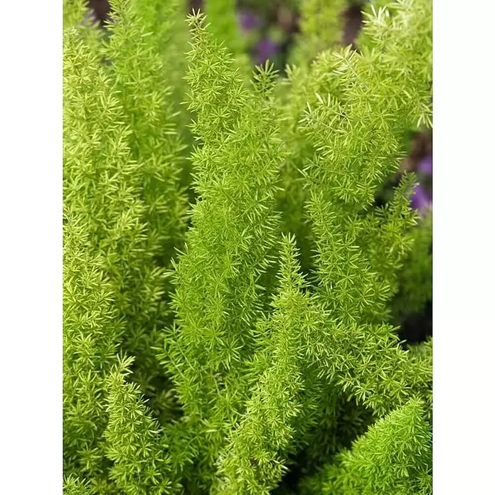 Piardino Esparraguera africana - Asparagus densiflorus, Tamaño de maceta: 12 cm - Foto ambiente
