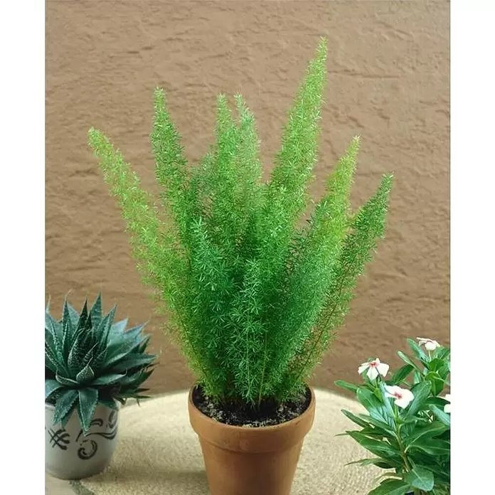 Piardino Esparraguera africana - Asparagus densiflorus, Tamaño de maceta: 12 cm - Foto ambiente