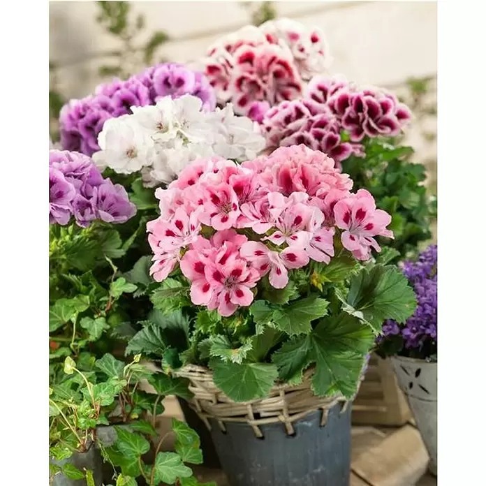 Piardino Geranio de pensamiento - Pelargonium grandiflorum, Tamaño de maceta: 12 cm - Foto ambiente