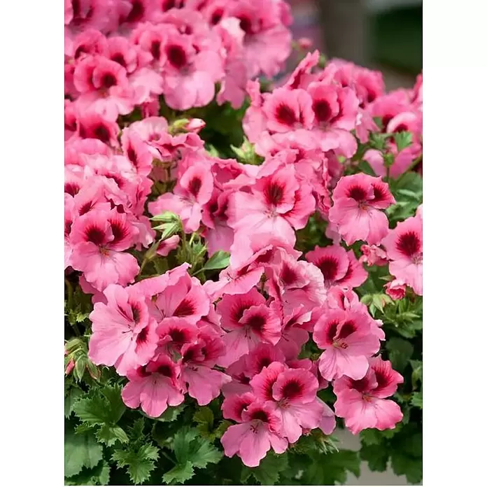 Piardino Geranio de pensamiento - Pelargonium grandiflorum, Tamaño de maceta: 12 cm - Foto ambiente