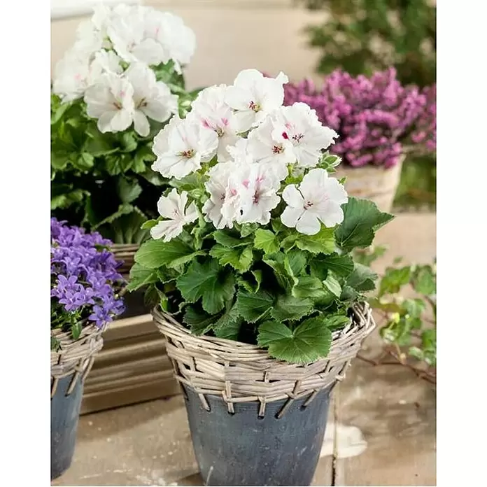 Piardino Geranio de pensamiento - Pelargonium grandiflorum, Tamaño de maceta: 12 cm - Foto ambiente
