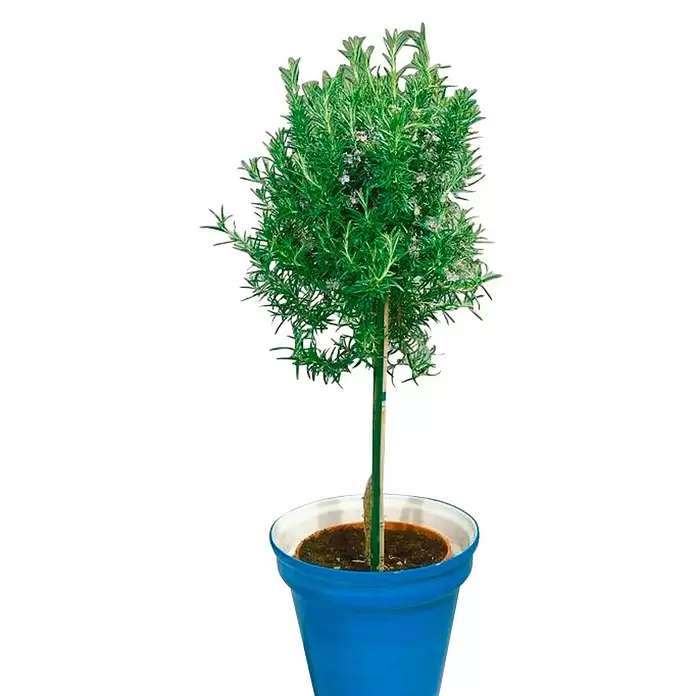 Piardino Romero - Rosmarinus officinalis, Tamaño de maceta: 18 cm - Vista frontal