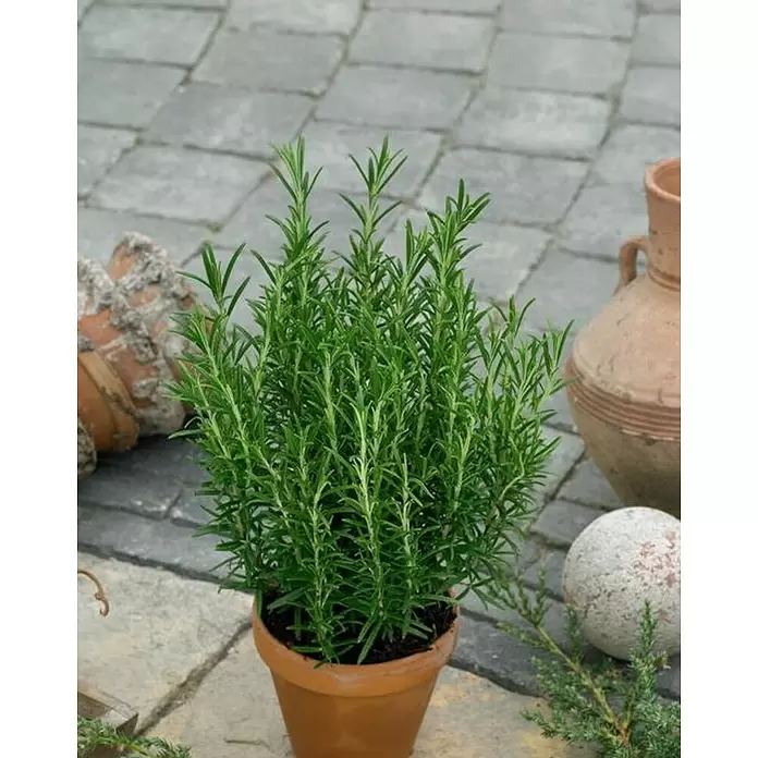Piardino Romero - Rosmarinus prostrata, Tamaño de maceta: 11 cm - Foto ambiente