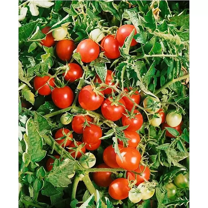 Piardino Tomates cherry - Cosecha: Julio - Octubre - Foto ambiente