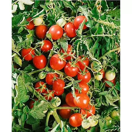 Piardino  Tomates cherry