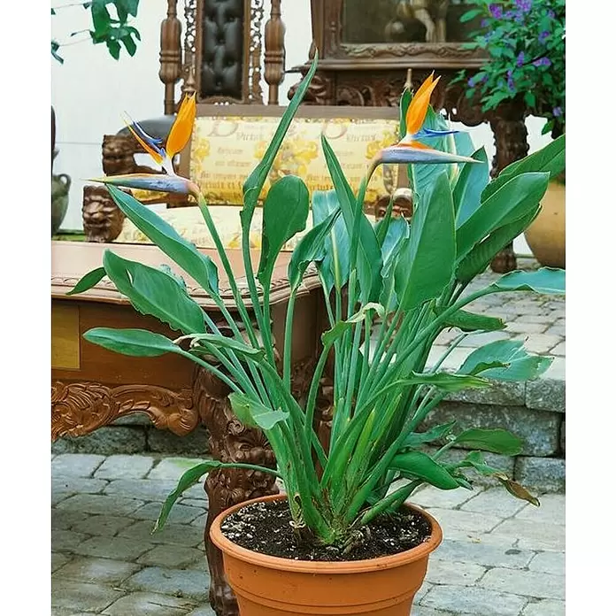 Strelitzia - Strelitzia reginae - Foto ambiente