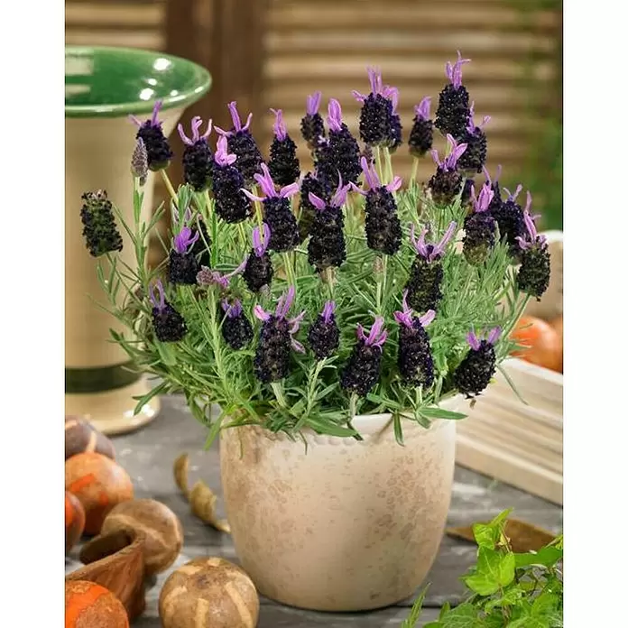 Piardino Lavandula stoechas - Lavandula stoechas, Tamaño de maceta: 14 cm, Morado - Foto ambiente