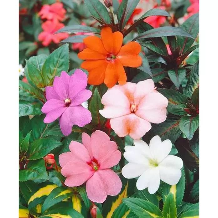 Alegría guineana - Impatiens neuguinea, Tamaño de maceta: 15 cm, En función de la variedad - Foto ambiente