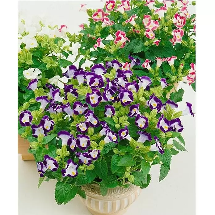 Piardino Torenia - Torenia fournieri, Tamaño de maceta: 13 cm - Foto ambiente