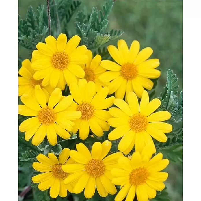 Piardino Margarita Amarilla - Euryops, Tamaño de maceta: 21 cm - Foto ambiente