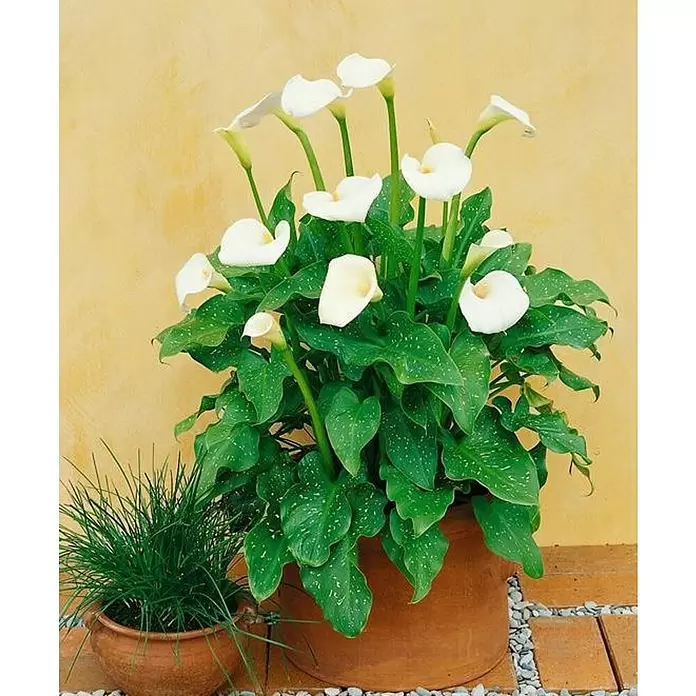 Piardino Aralia - Zantedeschia aethiopica, Tamaño de maceta: 15 cm, En función de la variedad - Foto ambiente