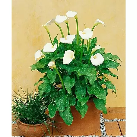 Piardino  Aralia