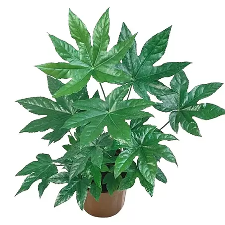 Piardino  Fatsia japonica