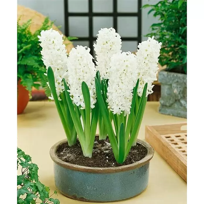 Piardino Bulbos de primavera - Hyacinthus orientalis, Blanco crema - Foto ambiente