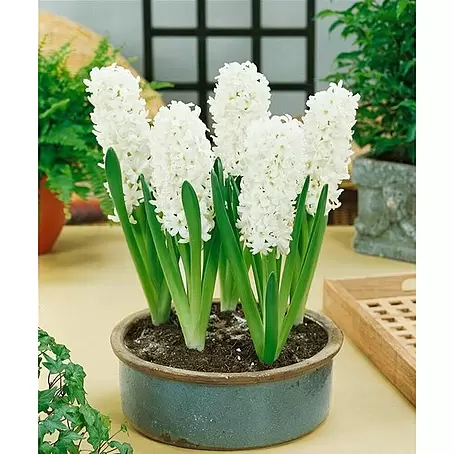 Piardino  Bulbos de primavera