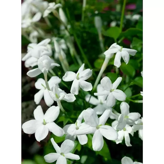 Piardino Jazmín común - Jasminium officinalis, Tamaño de maceta: 13 cm - Foto ambiente