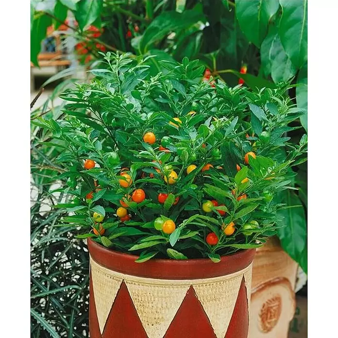 Piardino Pimientos - Capsicum anuum, 17 cm - Foto ambiente