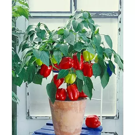 Piardino  Pimientos ornamental