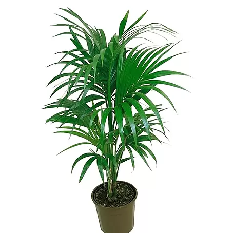 Piardino  Howea forsteriana