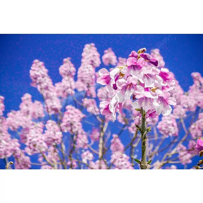 Blu Bio Blauglockenbaum - Paulownia tomentosa, Lila - Detailaufnahme