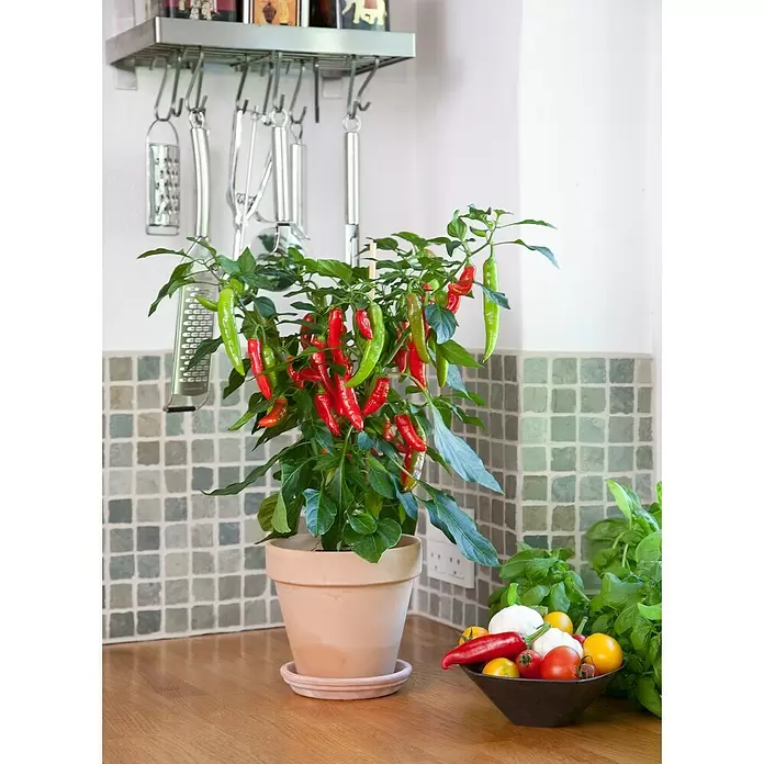 Blu Bio Chili Zwerg - Capsicum anuum, 12 cm - Stimmungsaufnahme