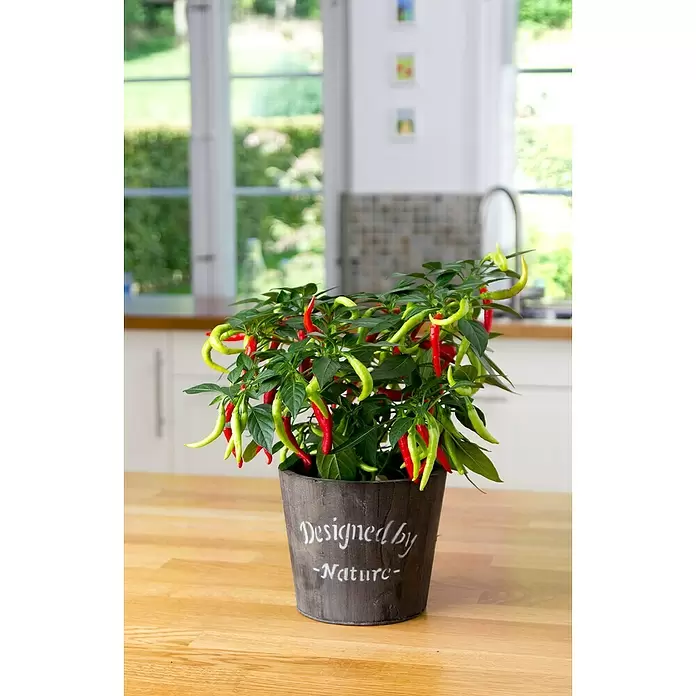 Chili - Capsicum annuum 'Flambinos', 12 cm - Stimmungsaufnahme