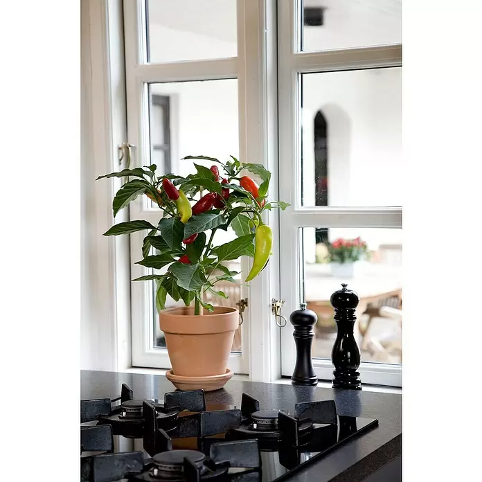 Blu Bio Chili Snack - Capsicum anuum 'Snack Chili', 12 cm - Stimmungsaufnahme