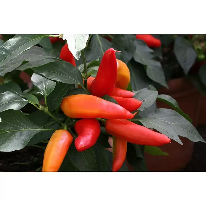 Blu Bio Chili Snack - Capsicum anuum 'Snack Chili', 12 cm - Detailaufnahme