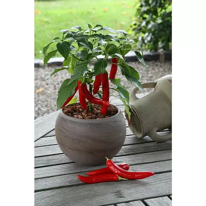 Blu Bio Chili Zwerg - Capsicum anuum, 12 cm - Stimmungsaufnahme