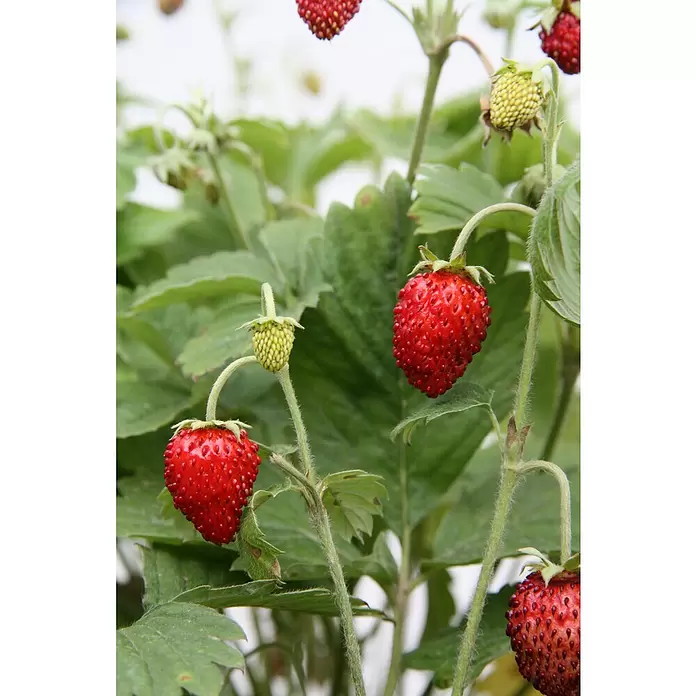 Blu Bio Erdbeere Blu Bio - Fragaria vesca 'Gourmet' - Detailaufnahme