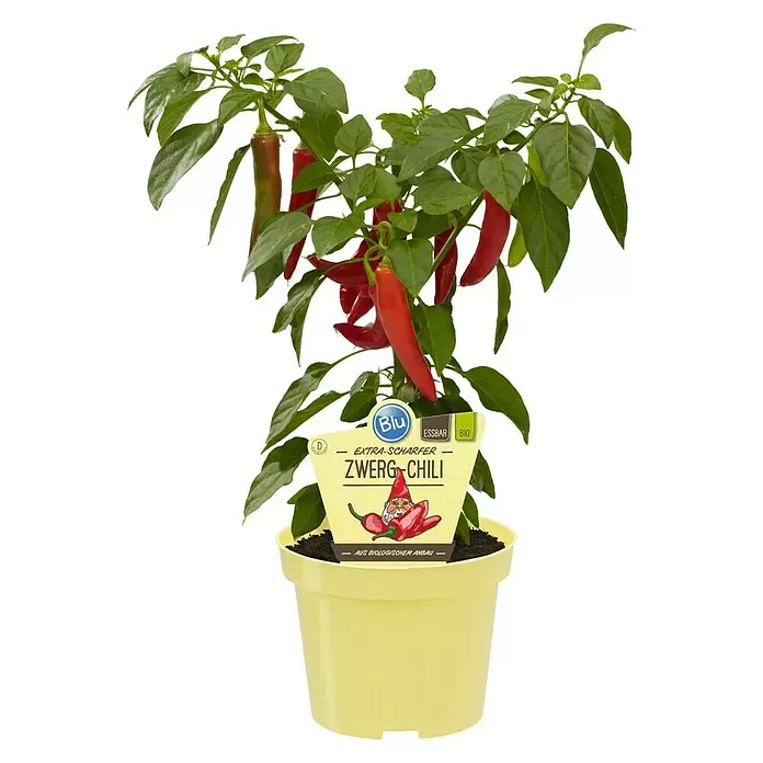 Blu Bio Chili Zwerg - Capsicum anuum, 12 cm - Vorderansicht