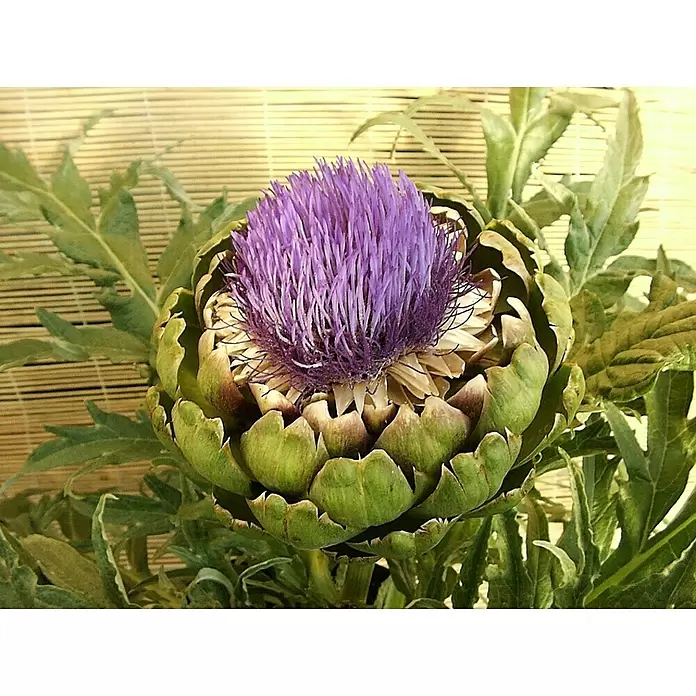Artischocke Bio - Cynara scolymus, 12 cm, Erntezeit: Juli - September - Detailaufnahme