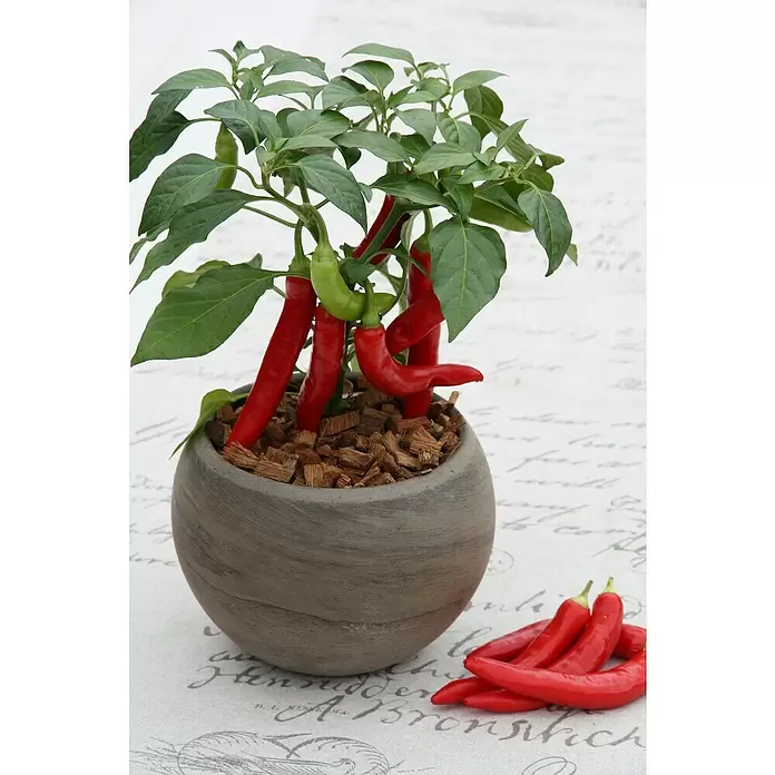 Blu Bio Chili Zwerg - Capsicum anuum, 12 cm - Stimmungsaufnahme