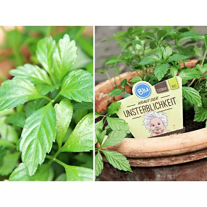Blu Bio Kraut der Unsterblichkeit - Gynostemma pentaphyllum - Detailaufnahme