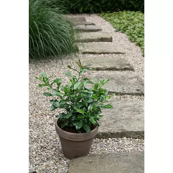 Blu Bio Kaffir-Limettenbaum - Citrus hystrix, Weiß, Topfgröße: 12 cm - Stimmungsaufnahme